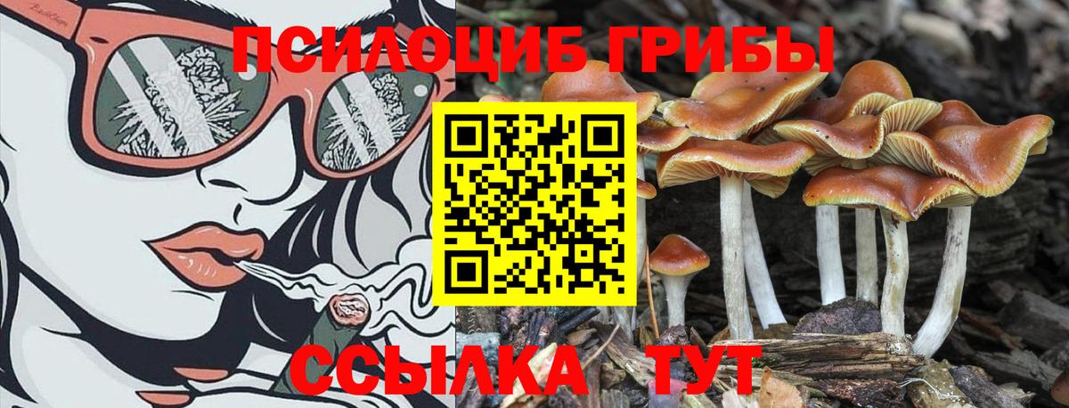 Псилоцибиновые грибы Psilocybe  Псилоцибиновые грибы Psilocybe  Вход с VPN  Егорьевск 